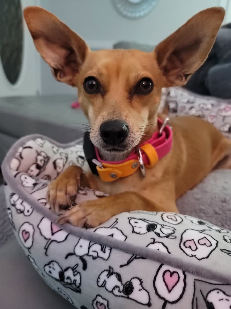 Aeriel, a Chihuahua and Miniature Pinscher mix tested with EmbarkVet.com