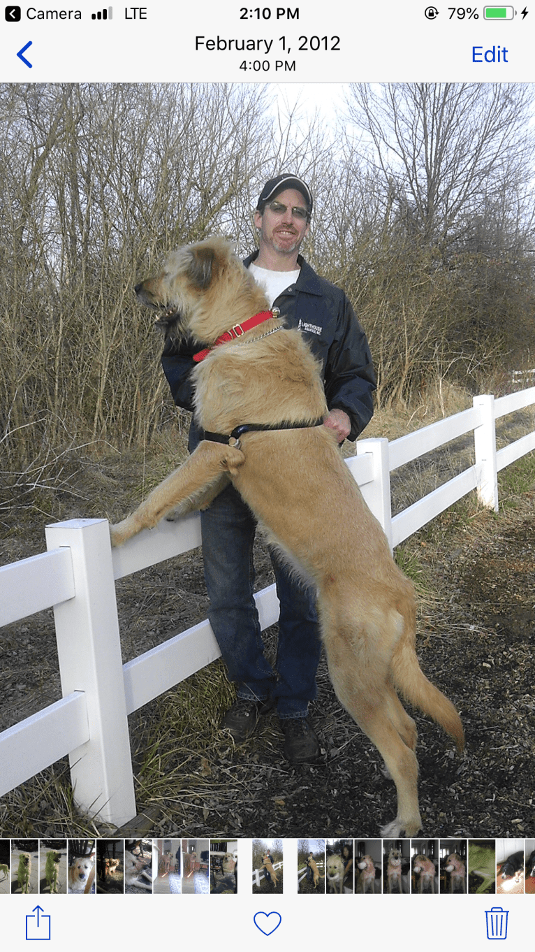 Hannah, a Rottweiler and Akita mix tested with EmbarkVet.com