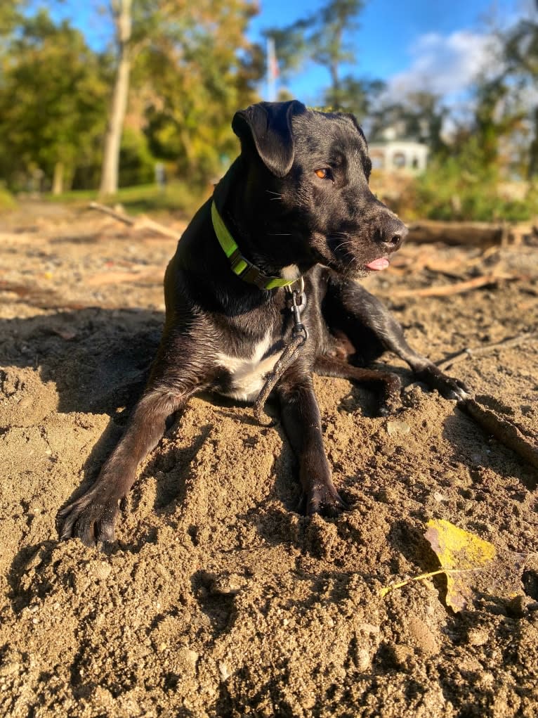 Mooshie, an American Pit Bull Terrier and German Shepherd Dog mix tested with EmbarkVet.com