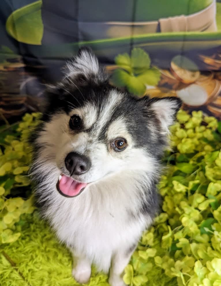 Kramer, an American Eskimo Dog and Siberian Husky mix tested with EmbarkVet.com