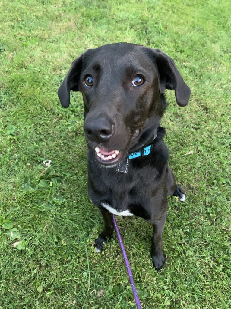 Suki, a Golden Retriever and Labrador Retriever mix tested with EmbarkVet.com