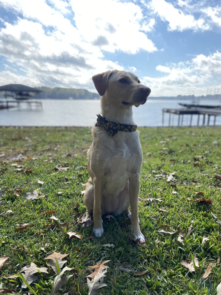 Willow, a Labrador Retriever and Treeing Walker Coonhound mix tested with EmbarkVet.com