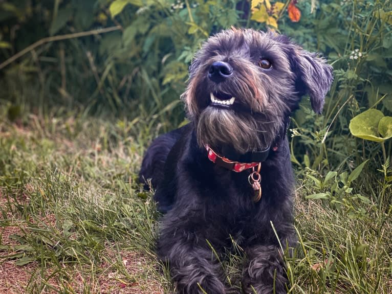 Poppy, a Miniature Schnauzer tested with EmbarkVet.com