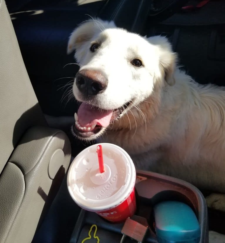 Sebastian, a Great Pyrenees and Great Dane mix tested with EmbarkVet.com