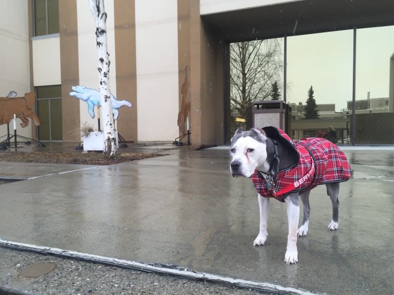 Linda, an American Staffordshire Terrier tested with EmbarkVet.com