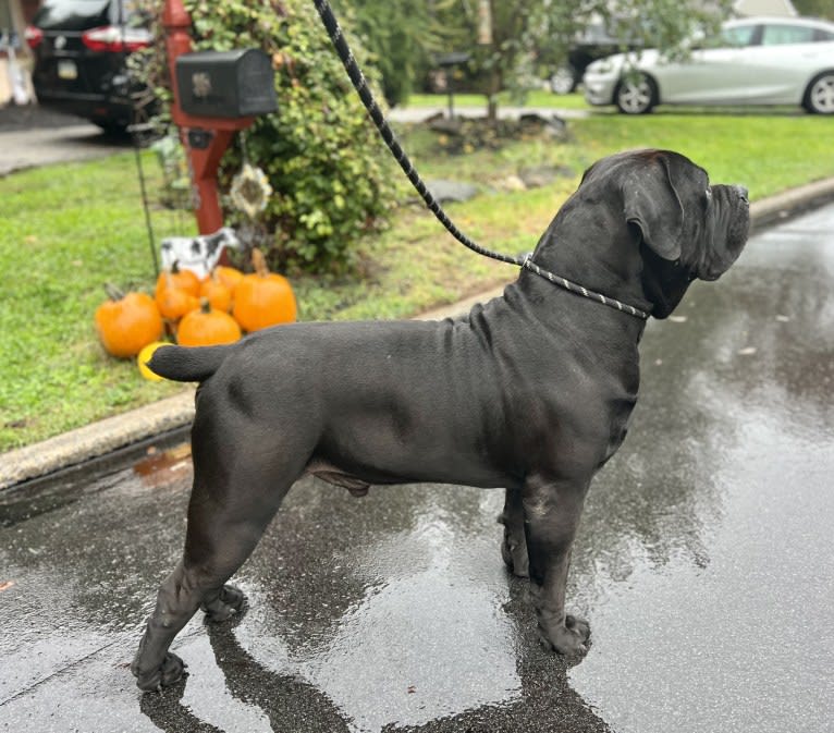 Jabali Boland, a Boerboel tested with EmbarkVet.com