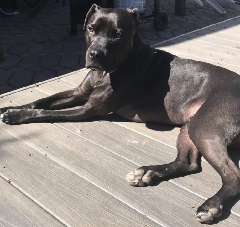 Sonny, an American Pit Bull Terrier and Boxer mix tested with EmbarkVet.com