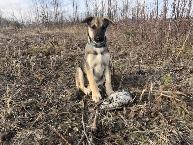 Mittsie Winkelman, a Siberian Husky and German Shepherd Dog mix tested with EmbarkVet.com