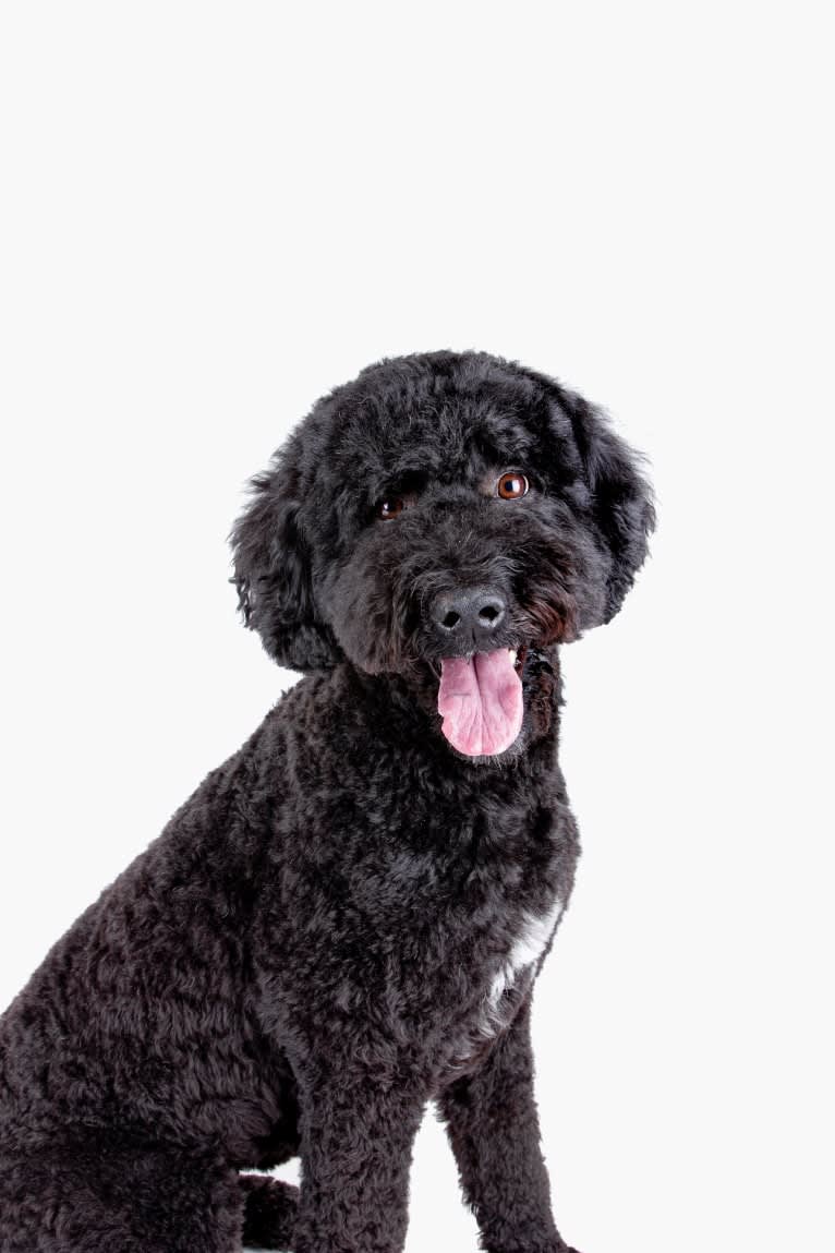 Nova, a Poodle (Standard) and Portuguese Water Dog mix tested with EmbarkVet.com