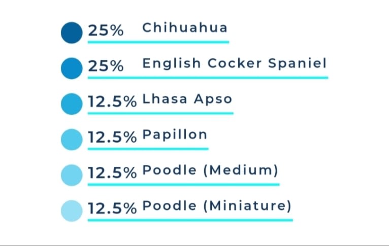 Penelope, a Poodle (Small) and Lhasa Apso mix tested with EmbarkVet.com