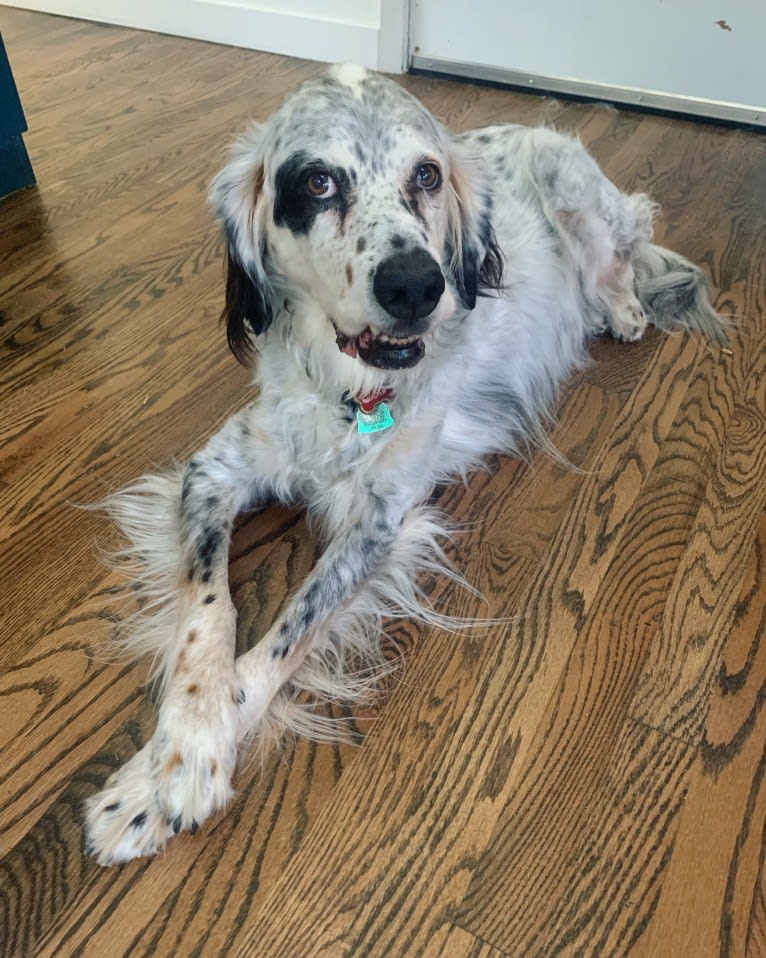 Walter, a Llewellin Setter tested with EmbarkVet.com