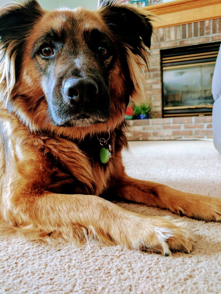 Chewy, a Rat Terrier and Labrador Retriever mix tested with EmbarkVet.com