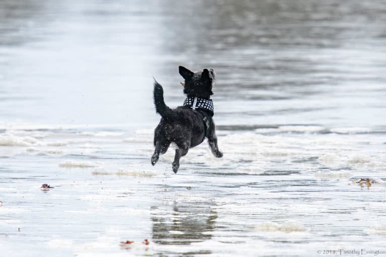 Scruffy, a Poodle (Small) and Chihuahua mix tested with EmbarkVet.com