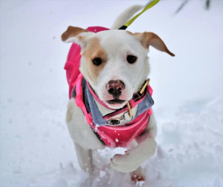 Valkyrie, an American Pit Bull Terrier and Shih Tzu mix tested with EmbarkVet.com