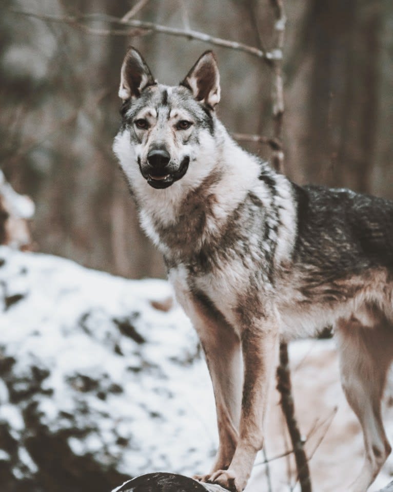 Olav, a Czechoslovakian Vlcak and German Shepherd Dog mix tested with EmbarkVet.com