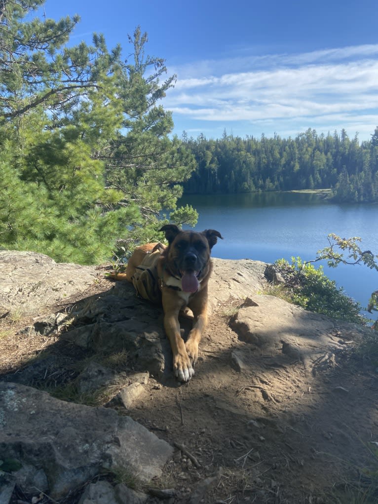 Finn, a Saint Bernard and English Shepherd mix tested with EmbarkVet.com