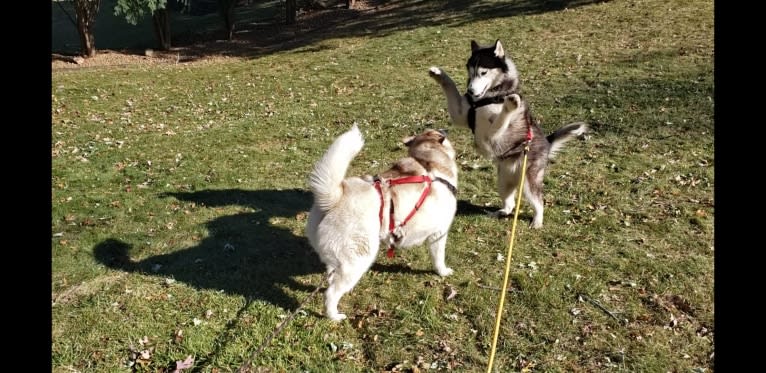 Loki, a Siberian Husky tested with EmbarkVet.com