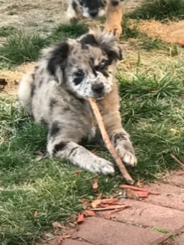 Mallatobuck, a Chihuahua and Shih Tzu mix tested with EmbarkVet.com