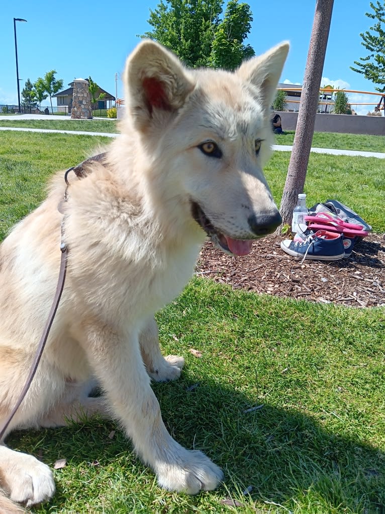 Valefor a dog tested with EmbarkVet.com