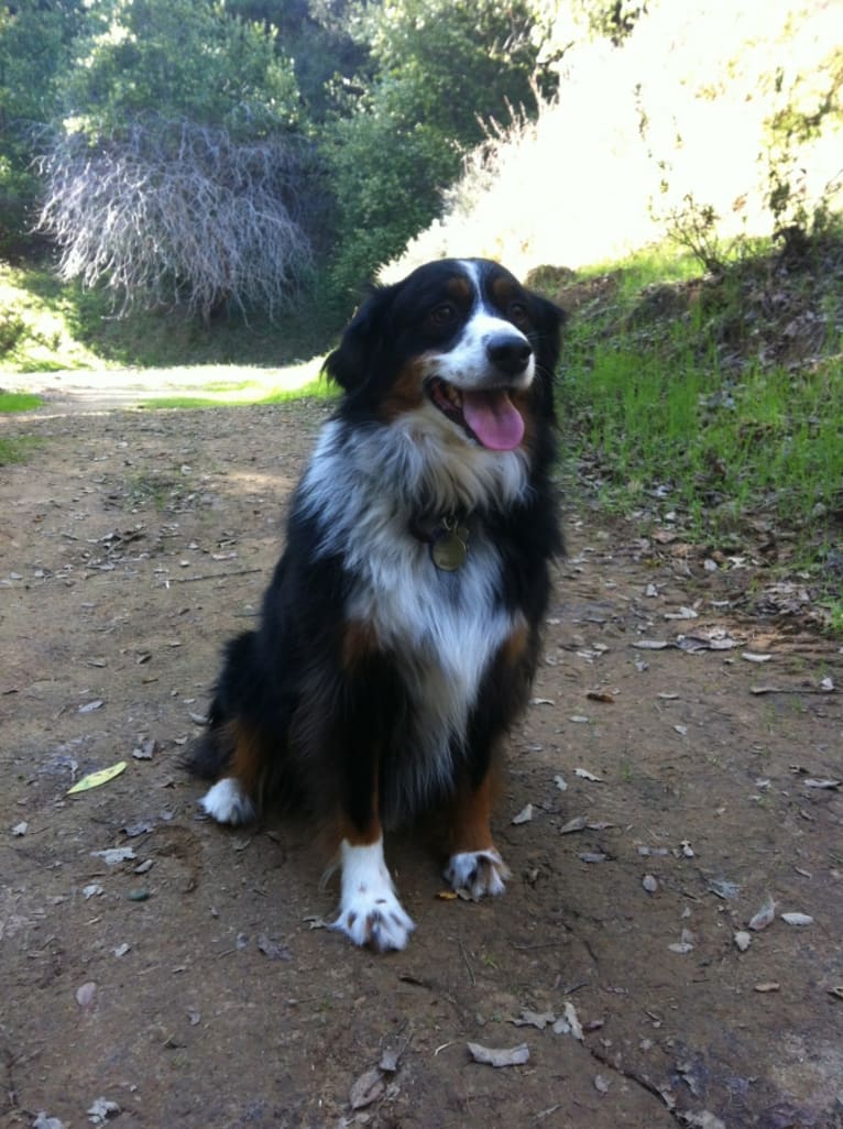 Rufus, an Australian Shepherd tested with EmbarkVet.com