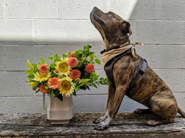 Winona, an American Pit Bull Terrier and Rottweiler mix tested with EmbarkVet.com