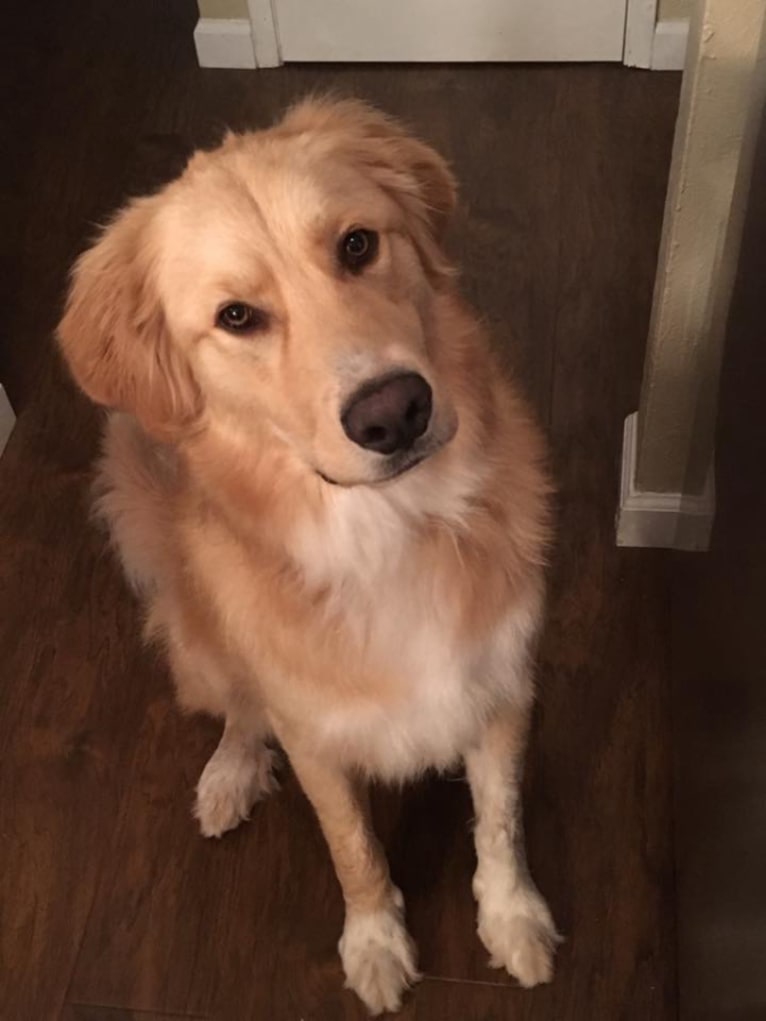 Sanders, a Golden Retriever and Great Pyrenees mix tested with EmbarkVet.com