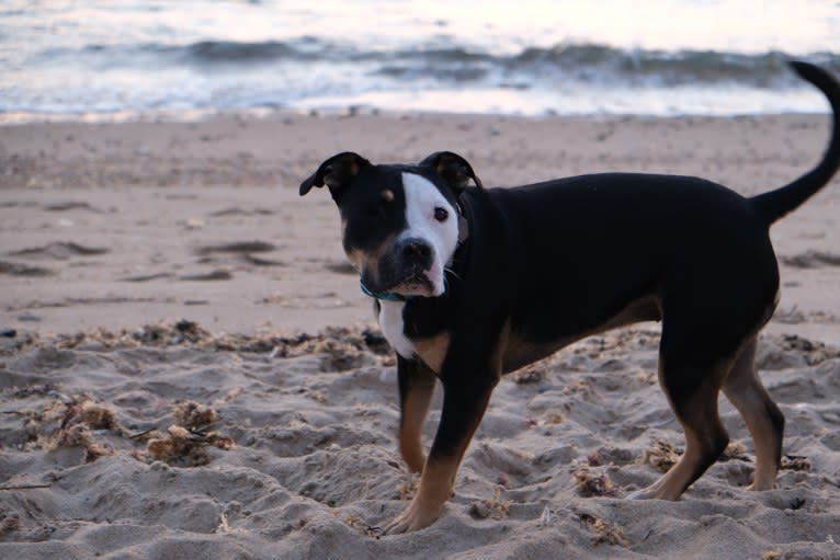 Hazel, a Bulldog and American Pit Bull Terrier mix tested with EmbarkVet.com