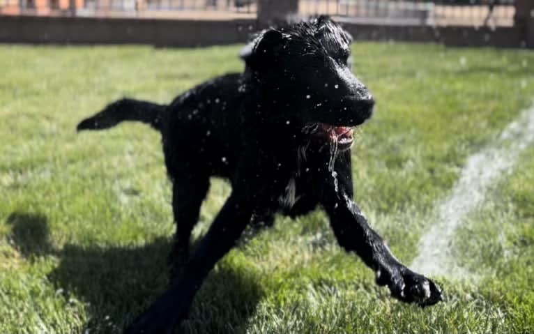 Luc, a Labrador Retriever and Australian Shepherd mix tested with EmbarkVet.com