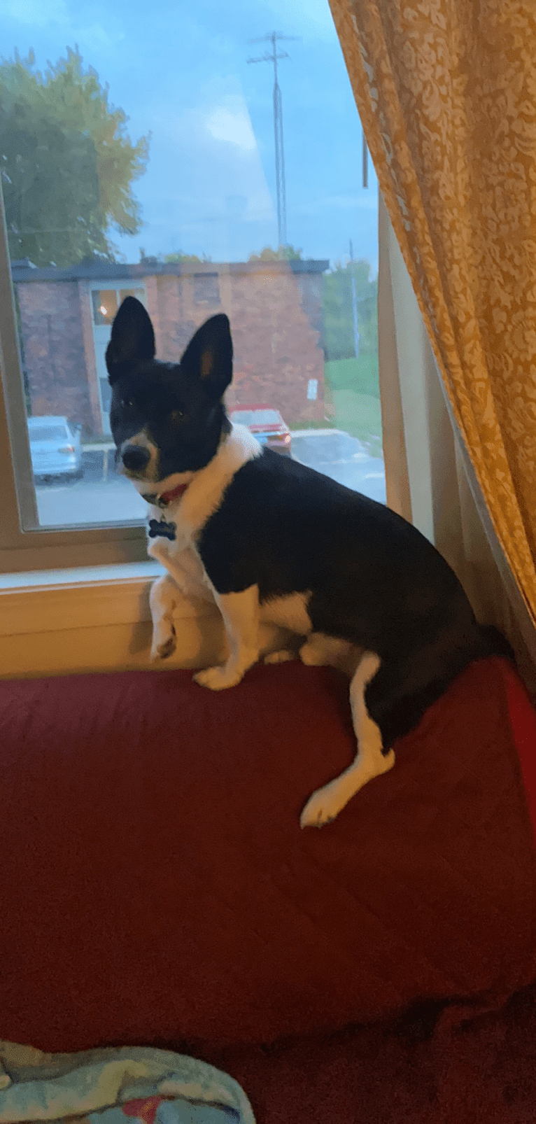 Cooper, a Pembroke Welsh Corgi and Russell-type Terrier mix tested with EmbarkVet.com