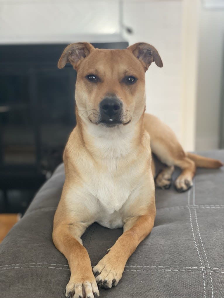 Poppy, an Australian Cattle Dog and American Pit Bull Terrier mix tested with EmbarkVet.com