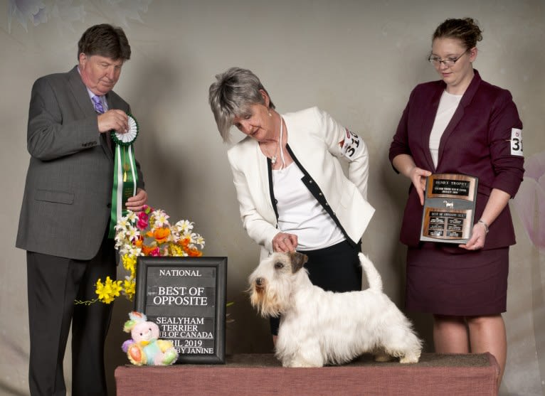 Morrison, a Sealyham Terrier tested with EmbarkVet.com