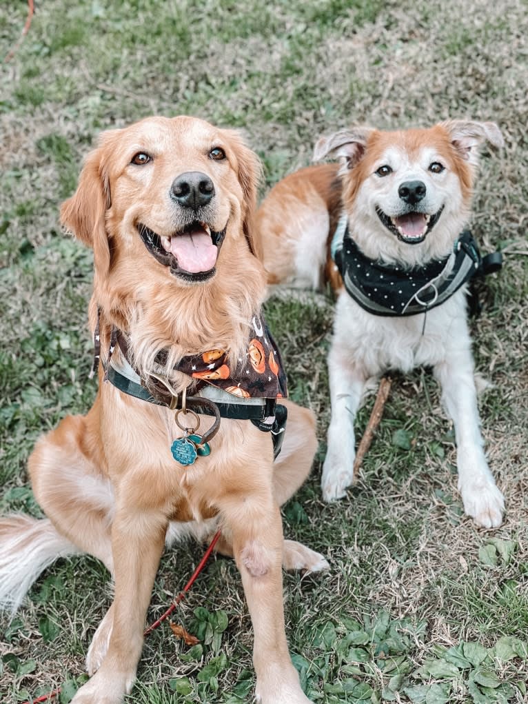 Marley, a Golden Retriever tested with EmbarkVet.com