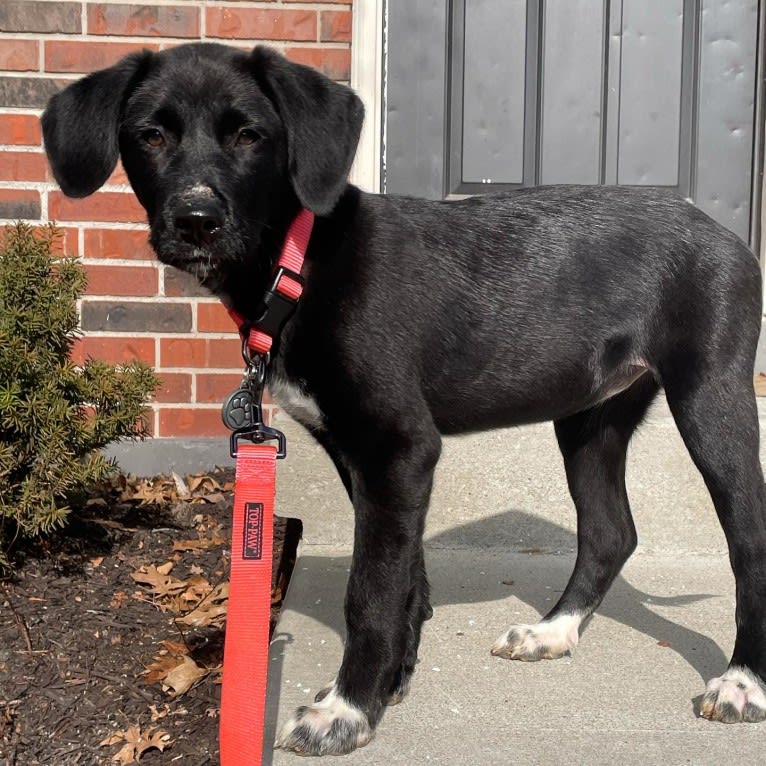 Belle, a Great Pyrenees and Labrador Retriever mix tested with EmbarkVet.com