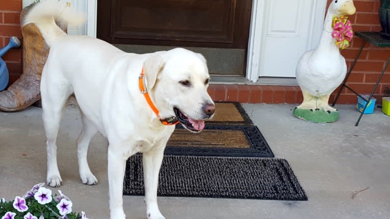 YOGI, a Labrador Retriever and American Pit Bull Terrier mix tested with EmbarkVet.com