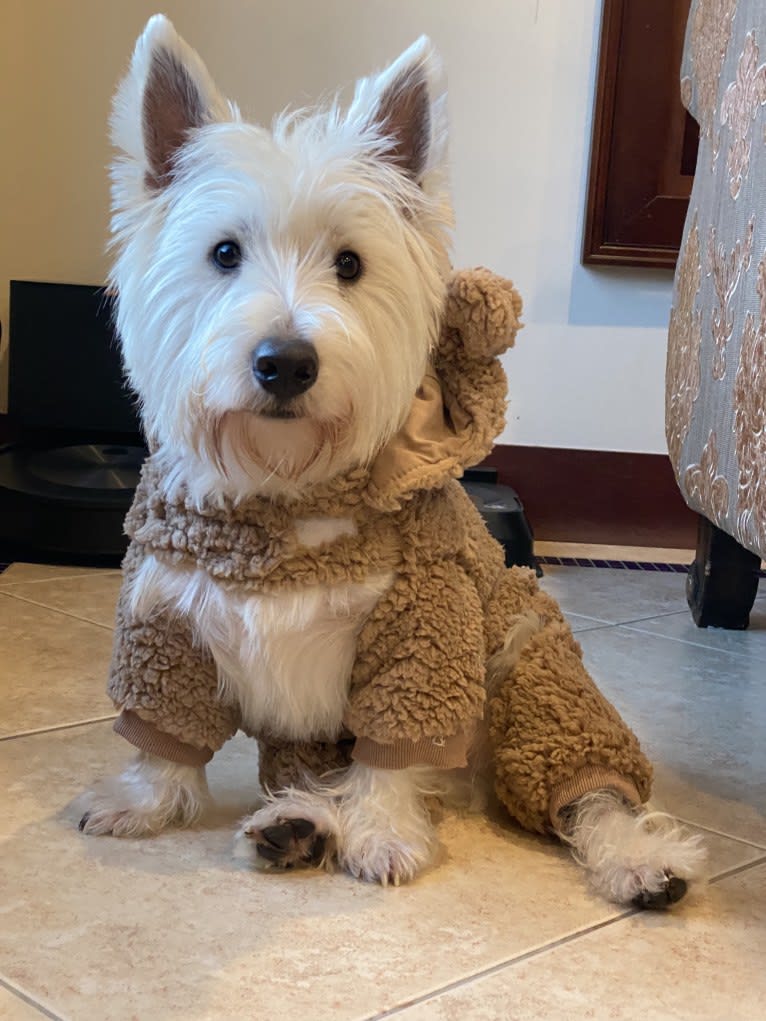 Ding Ding, a West Highland White Terrier tested with EmbarkVet.com