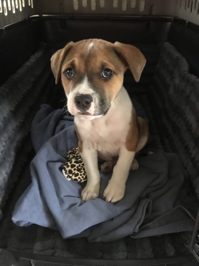 Leo, an American Pit Bull Terrier (13.7% unresolved) tested with EmbarkVet.com