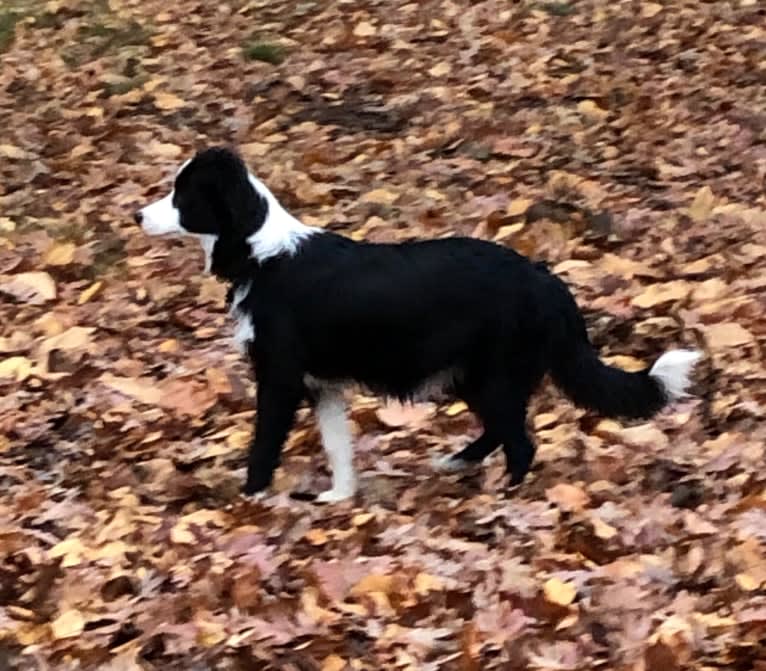 Angel, a Border Collie tested with EmbarkVet.com