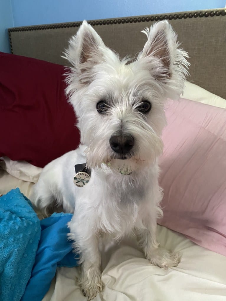 Sufjan Stevens, a West Highland White Terrier tested with EmbarkVet.com