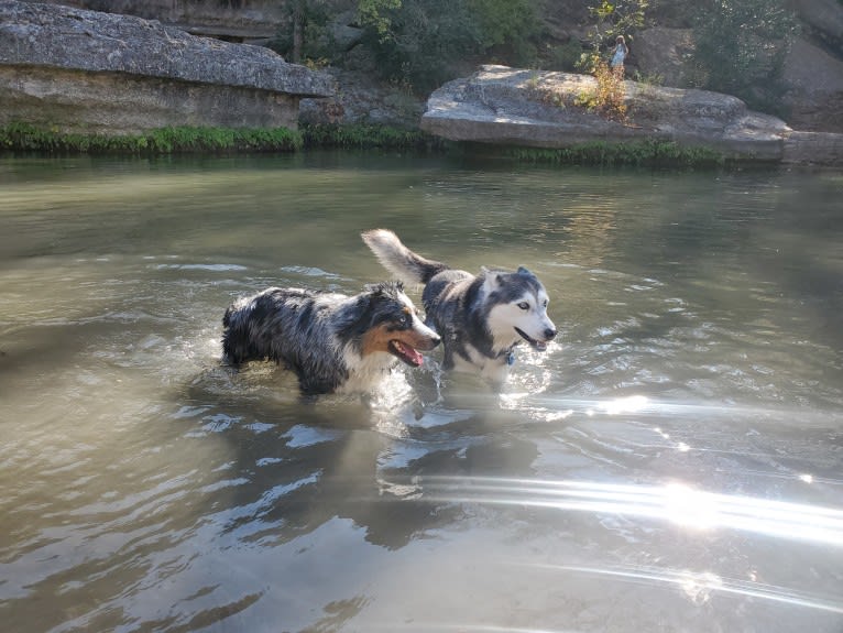 Ellie Einstein Cow Creek Aussies, an Australian Shepherd tested with EmbarkVet.com