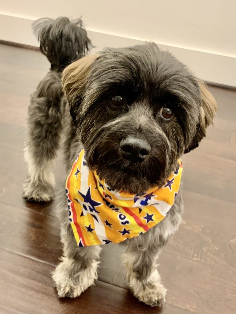 Milo, a Chihuahua and Poodle (Small) mix tested with EmbarkVet.com