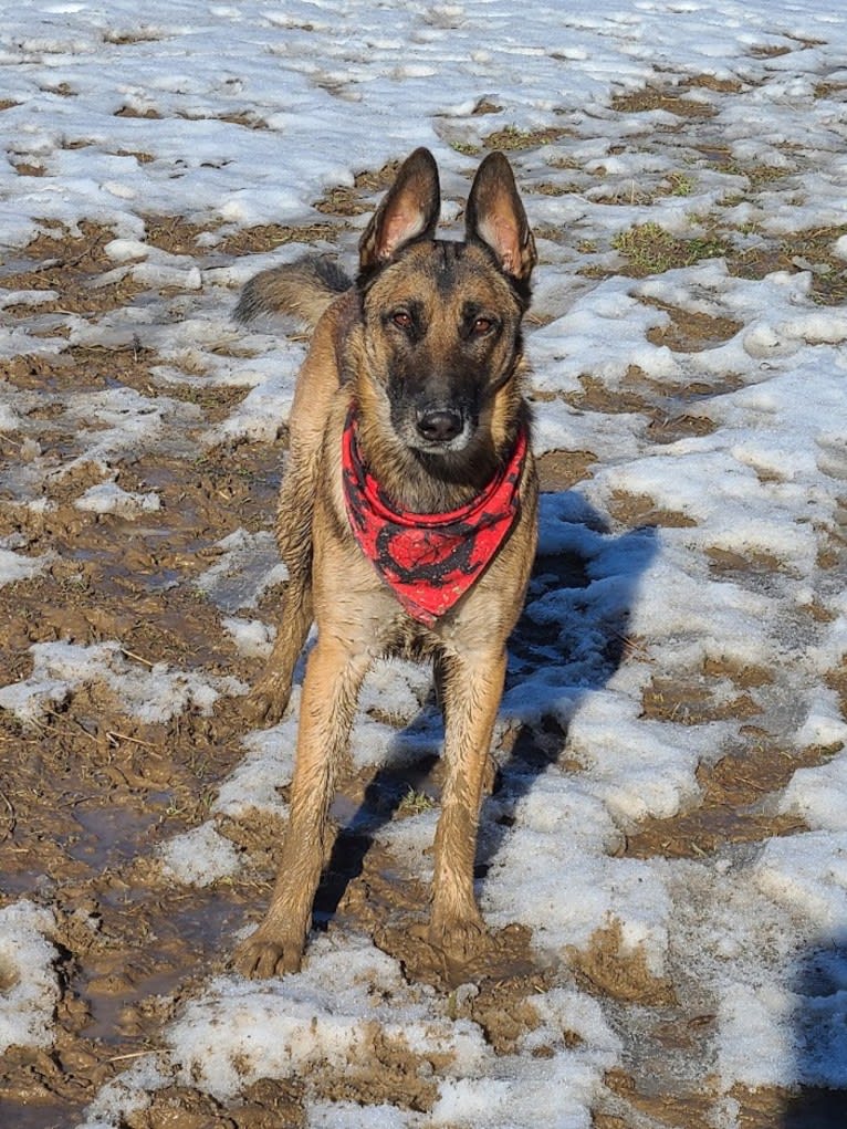 Parker, a German Shepherd Dog and Belgian Malinois mix tested with EmbarkVet.com