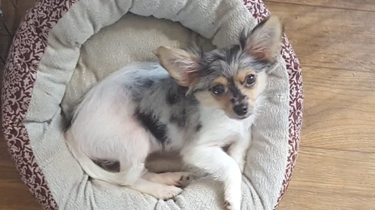 Thumbelina, a Chihuahua tested with EmbarkVet.com