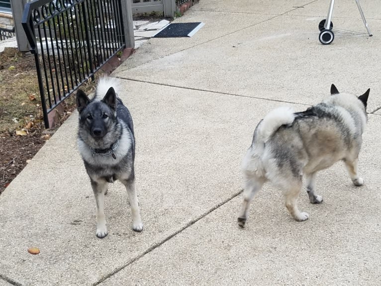 Buck, a Norwegian Elkhound tested with EmbarkVet.com