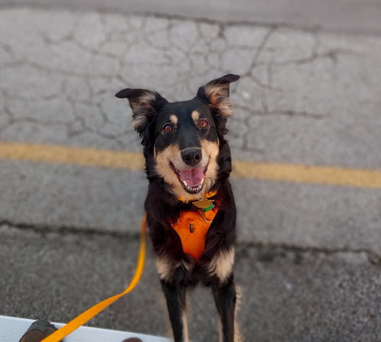 Maple, an English Shepherd tested with EmbarkVet.com