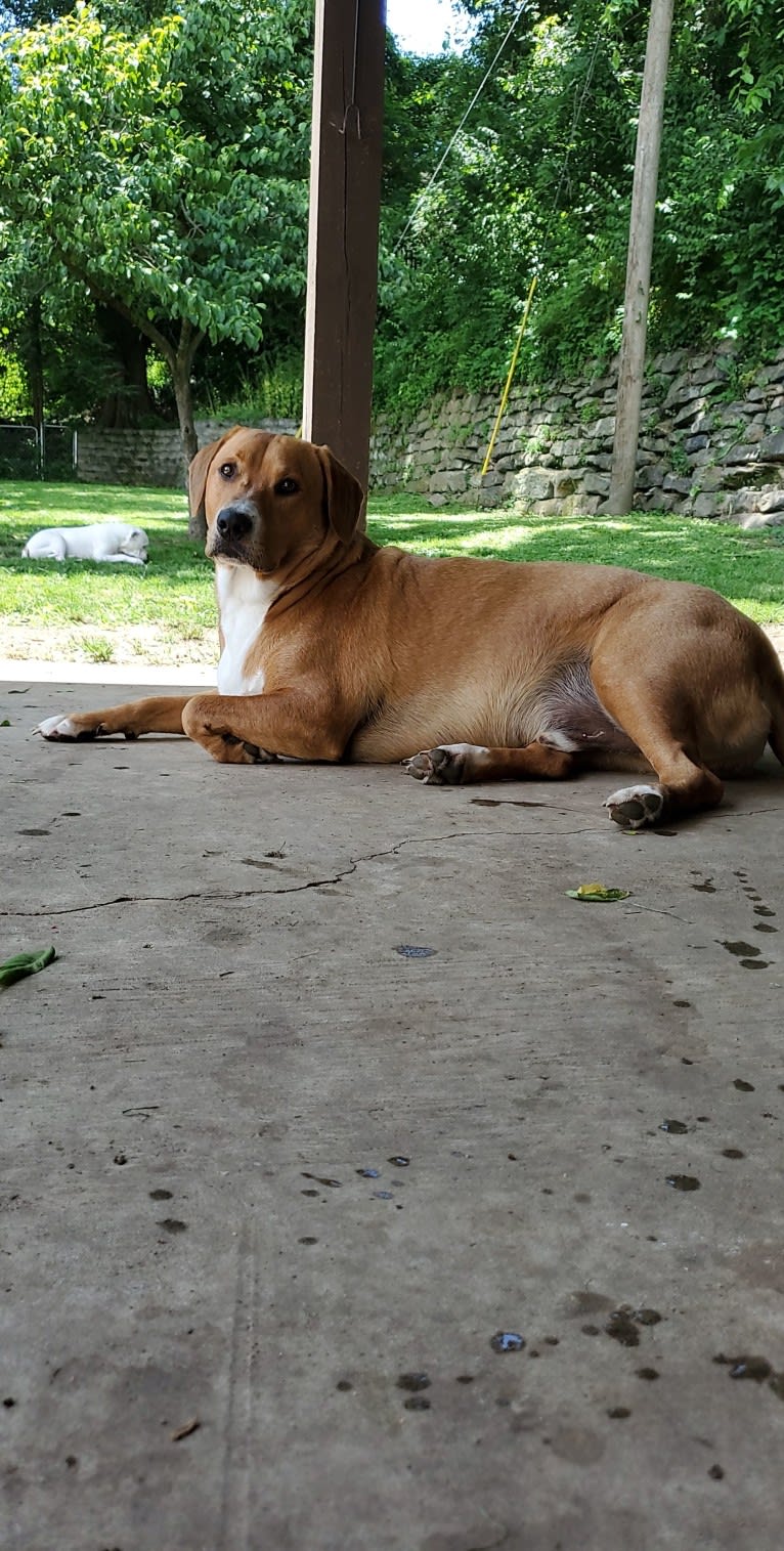 Rollo, an American Pit Bull Terrier and Labrador Retriever mix tested with EmbarkVet.com