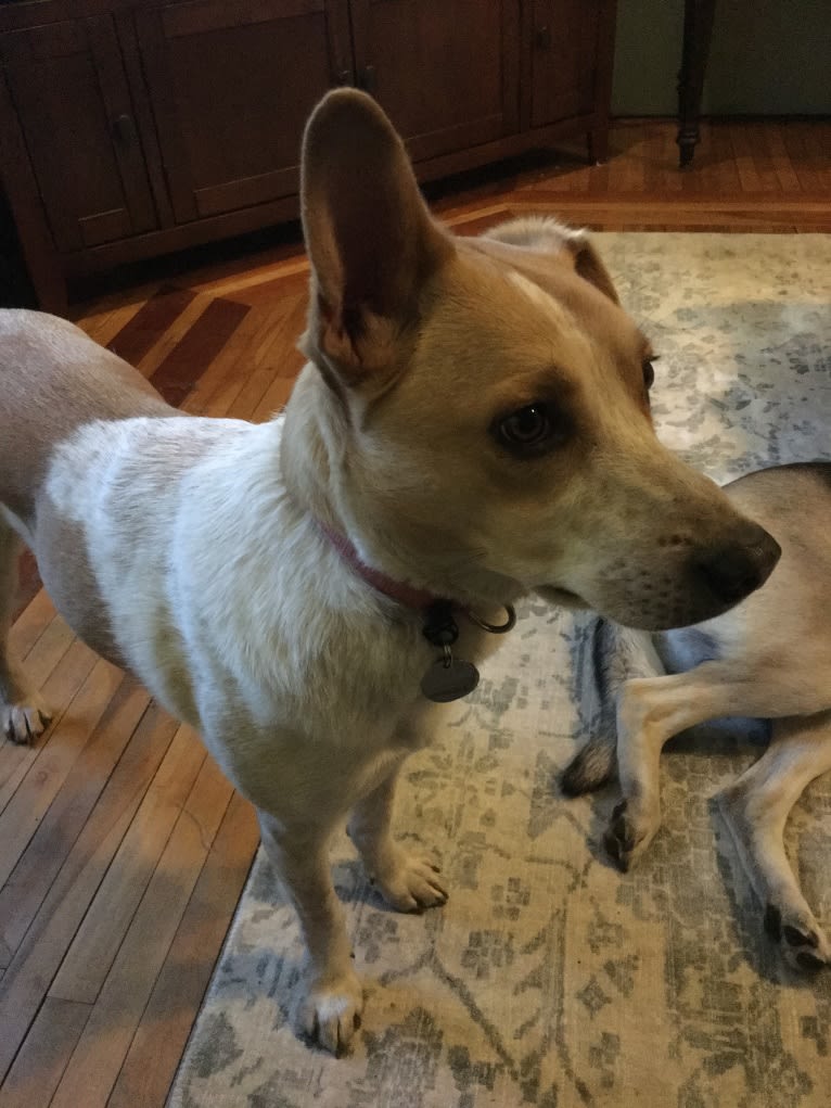 Lacey, an Australian Cattle Dog and German Shepherd Dog mix tested with EmbarkVet.com