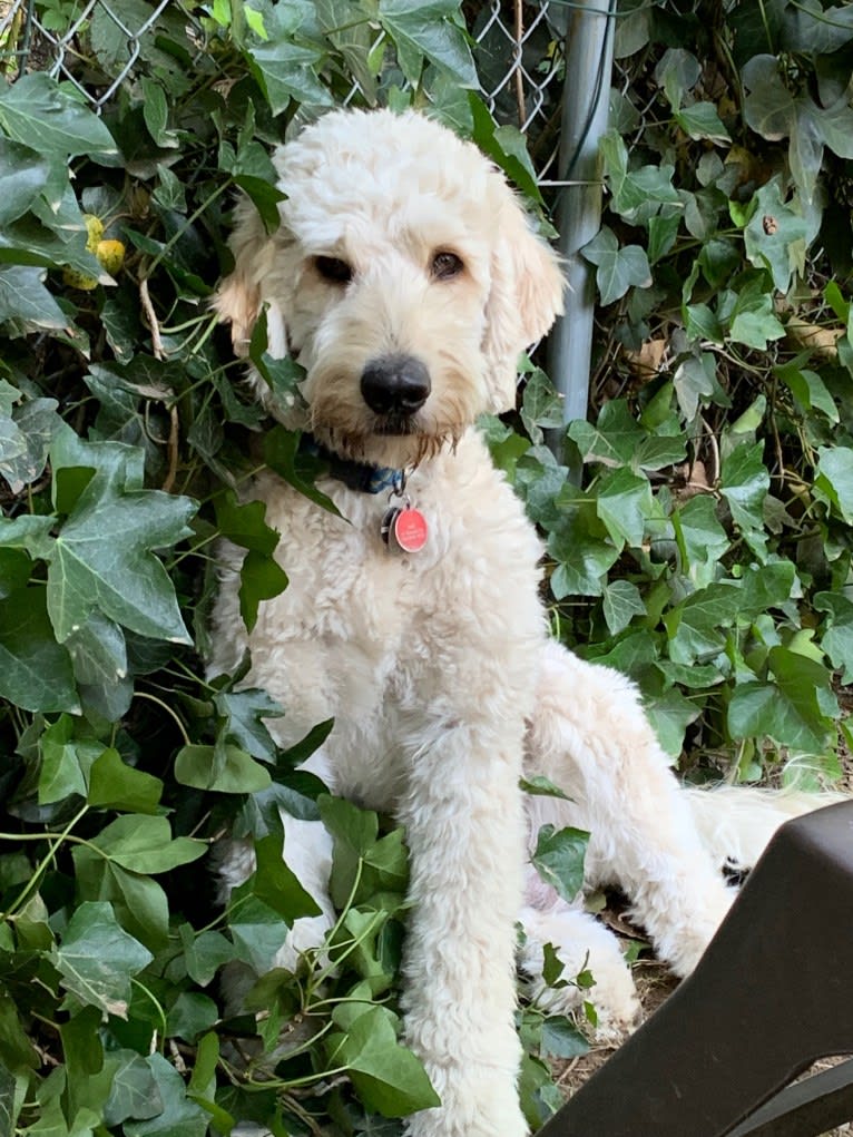 Oliver, a Goldendoodle tested with EmbarkVet.com