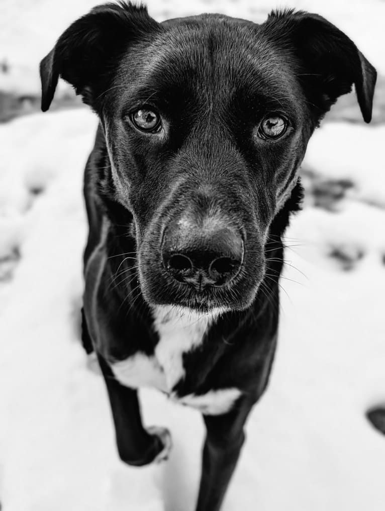 Kopa, an Australian Shepherd and American Pit Bull Terrier mix tested with EmbarkVet.com