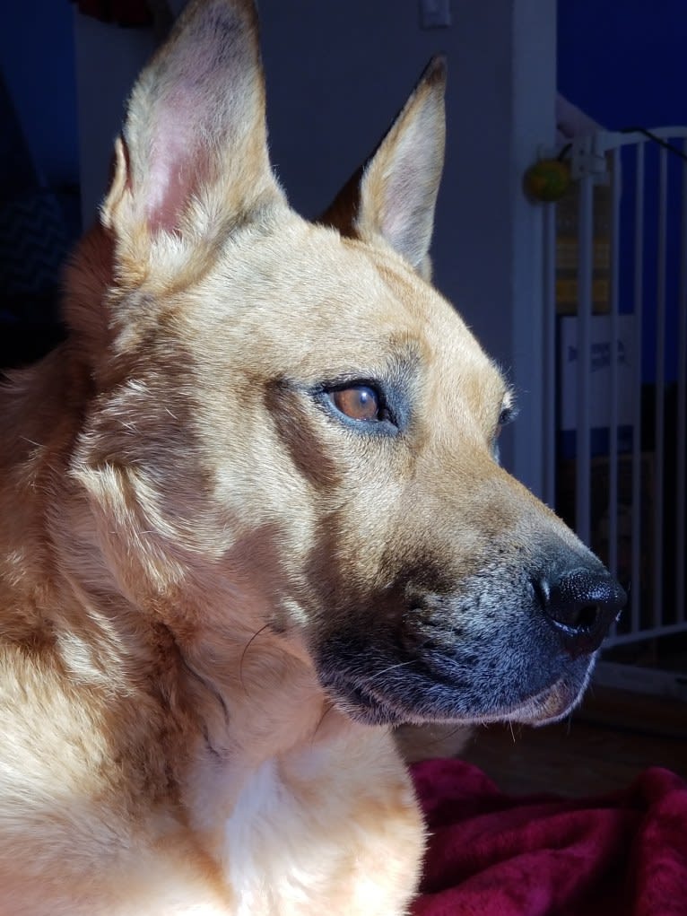 Runt, a Chow Chow and Staffordshire Terrier mix tested with EmbarkVet.com