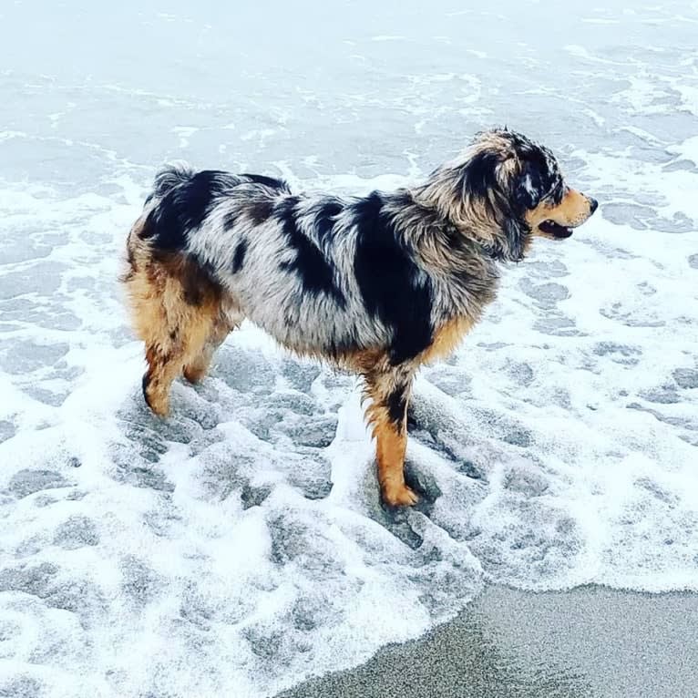 Dodge, an Australian Shepherd tested with EmbarkVet.com